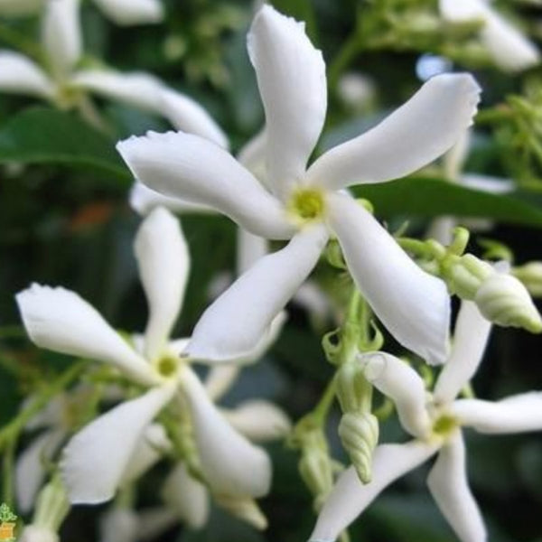 Star Jasmine (Trachelospermum Jasminoides)