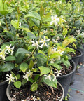 Jasmine Confederate (Trachelospermum Jasminoides) - PlantologyUSA - Medium 1-2'