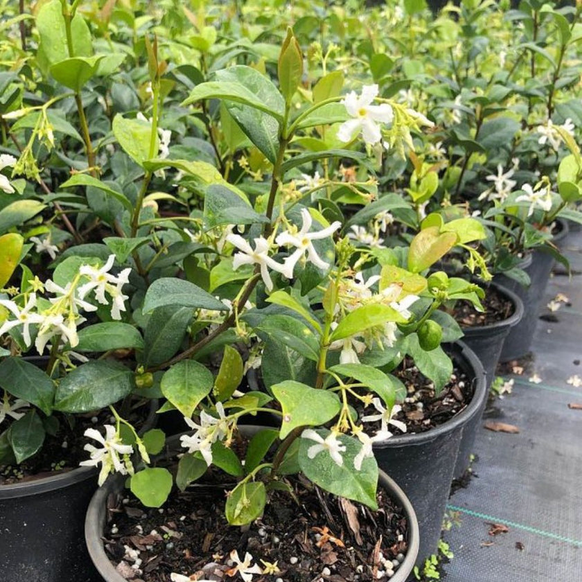Star Jasmine (Trachelospermum Jasminoides) | Plantology – Plantology USA