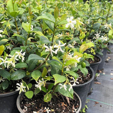 Jasmine Confederate (Trachelospermum Jasminoides) - PlantologyUSA - Medium 1-2'