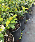 Jasmine Confederate (Trachelospermum Jasminoides) - PlantologyUSA - Small 10-12"