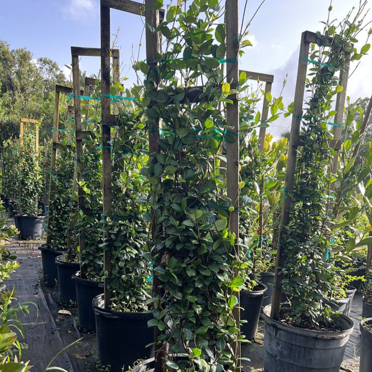 trellis for entry entryway jasmine plant Star Jasmine Trellis (Trachelospermum Jasminoides)