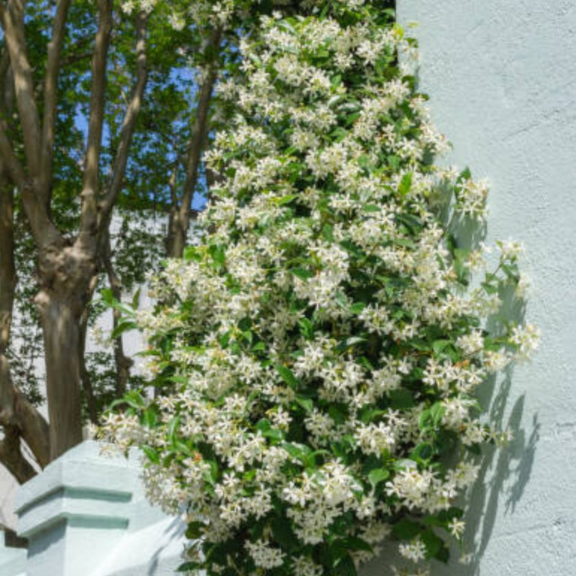 Star Jasmine Trellis for Sale Plantology USA