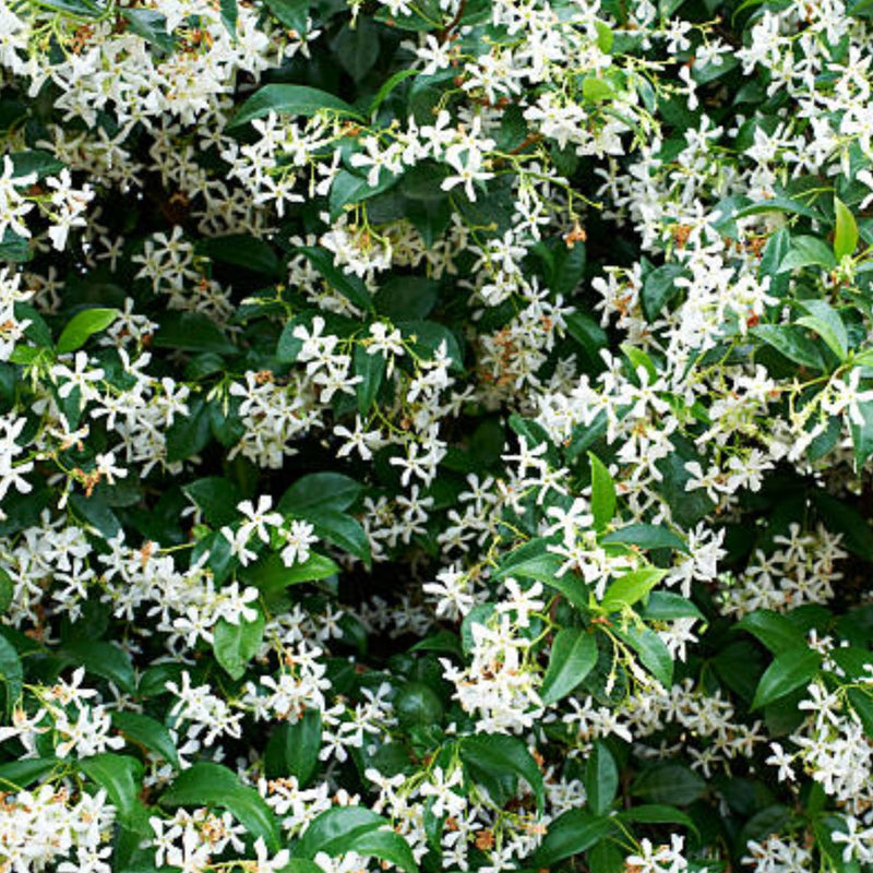 Star Jasmine Trellis (Trachelospermum Jasminoides)