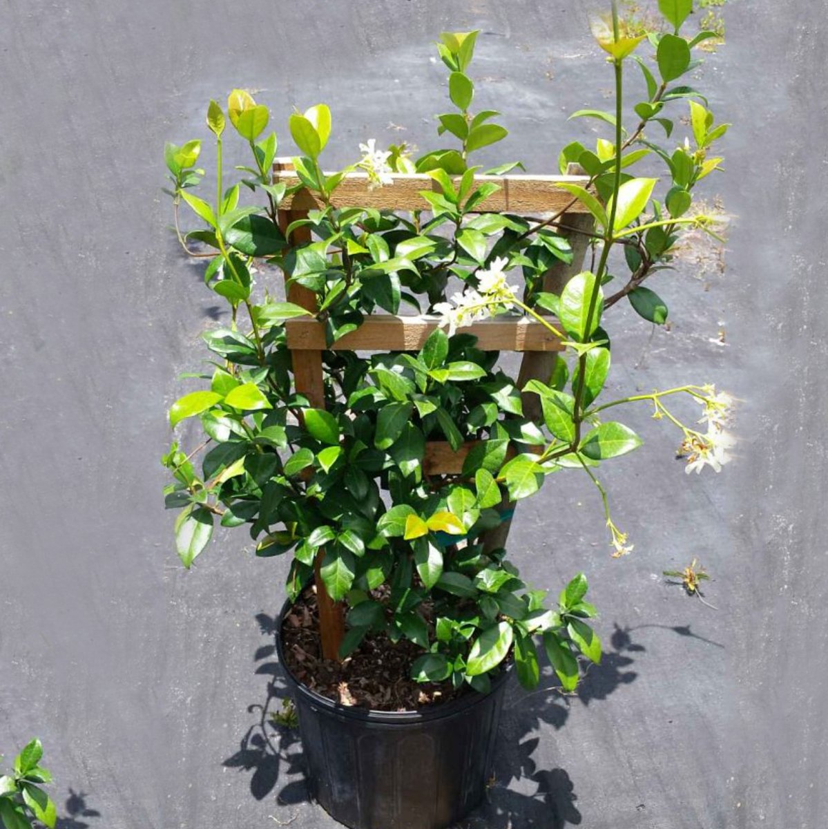 jasmine house plant for sale Star Jasmine Trellis for Sale