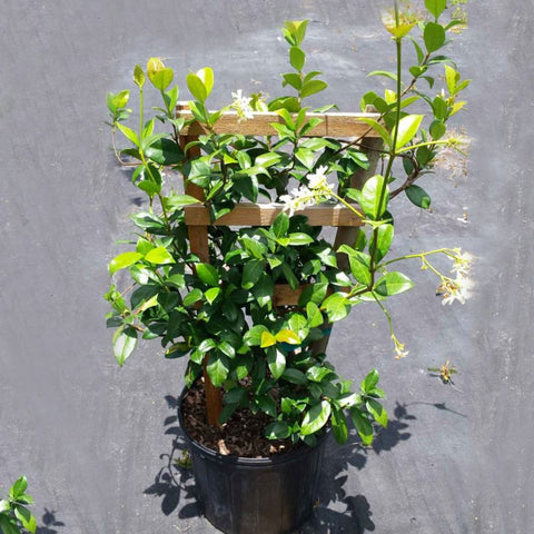 Jasmine Confederate Trellis (Trachelospermum Jasminoides) - PlantologyUSA - Medium 2-3’