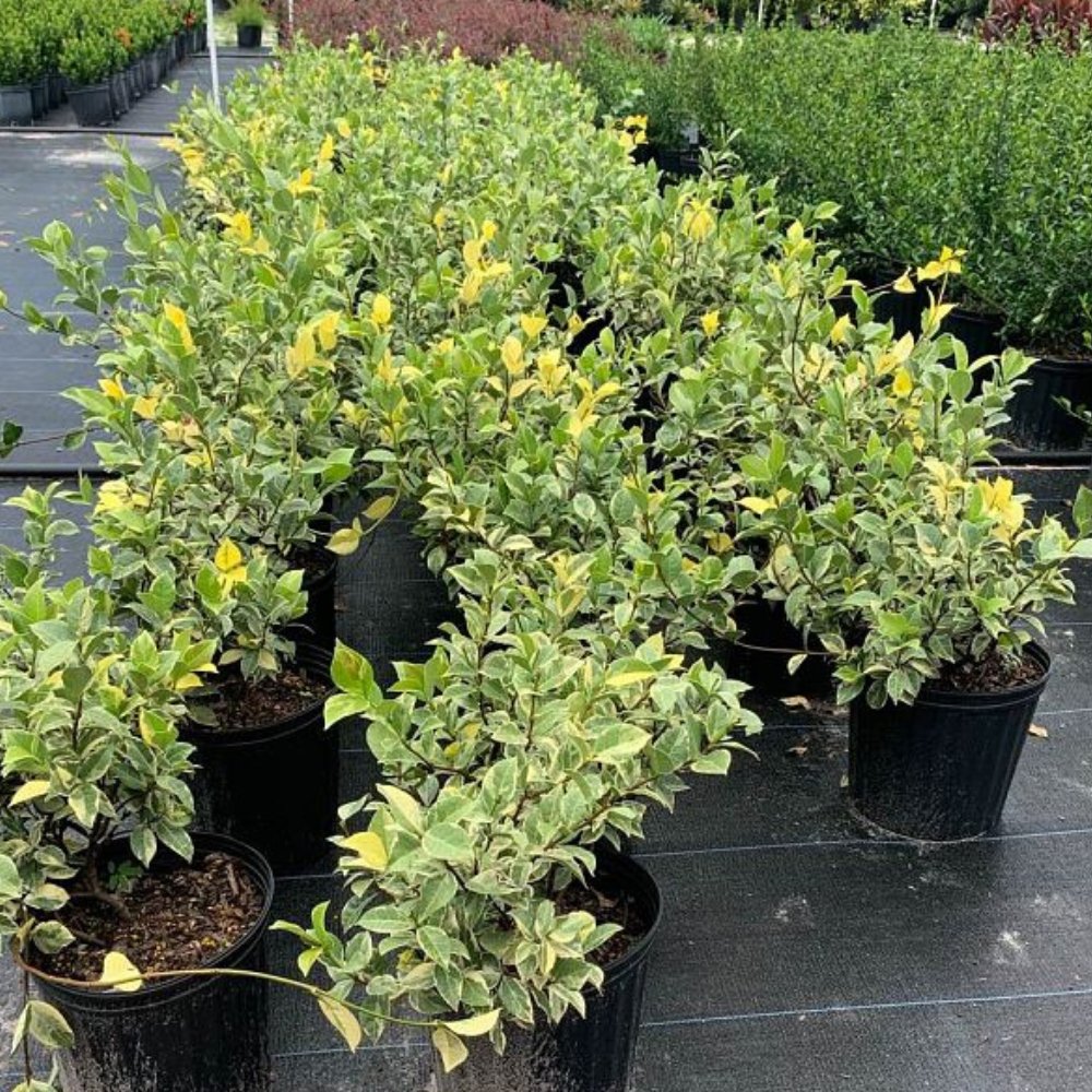 Confederate Jasmine Variegated for Sale | PlantologyUSA.com