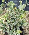 Jasmine Confederate Variegated (Trachelospermum Jasminoides 'Variegatum') - PlantologyUSA - 3 Gallon