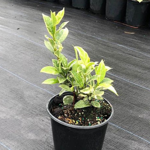 Jasmine Confederate Variegated (Trachelospermum Jasminoides 'Variegatum') - PlantologyUSA - 3 Gallon