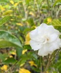 Jasmine Crape / Flore Pleno (Tabemaemontana Divaricata) - PlantologyUSA - Large