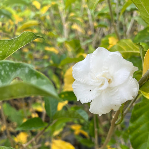 Jasmine Crape / Flore Pleno (Tabemaemontana Divaricata) - PlantologyUSA - Large