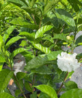 Jasmine Crape / Flore Pleno (Tabemaemontana Divaricata) - PlantologyUSA - Large
