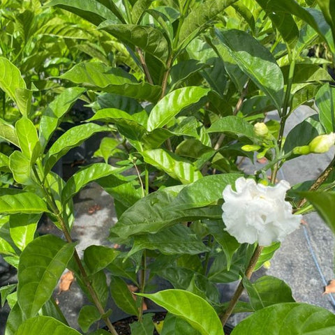 Jasmine Crape / Flore Pleno (Tabemaemontana Divaricata) - PlantologyUSA - Large