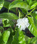 Jasmine Crape / Flore Pleno (Tabemaemontana Divaricata) - PlantologyUSA - Medium