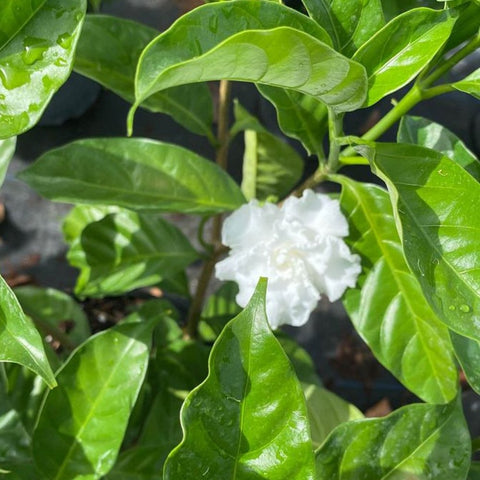 Jasmine Crape / Flore Pleno (Tabemaemontana Divaricata) - PlantologyUSA - Medium