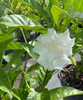Jasmine Crape / Flore Pleno (Tabemaemontana Divaricata) - PlantologyUSA - Medium