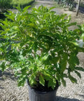 Jasmine Crape / Flore Pleno (Tabemaemontana Divaricata) - PlantologyUSA - Medium