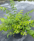 Jasmine Downy (Rhynchospermum Jasminoides) - PlantologyUSA - 2-3.5 feet