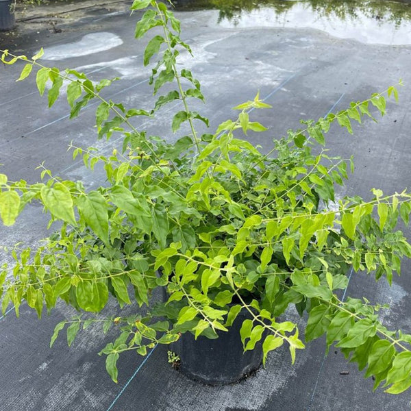 Jasmine Downy (Rhynchospermum Jasminoides)