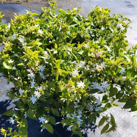 Jasmine Downy (Rhynchospermum Jasminoides) - PlantologyUSA - 2-3.5 feet