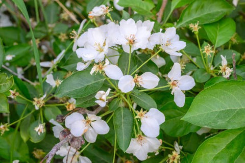 Jasmine Minima Green (Trachelospermum asiaticum) - PlantologyUSA - Small 10-12"