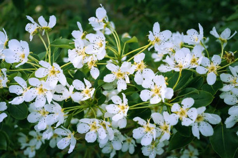 Jasmine Minima Green (Trachelospermum asiaticum) - PlantologyUSA - Small 10-12"