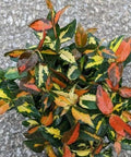 Jasmine Minima Summer Sunset / Variegated (Trachelospermum Asiaticum) - PlantologyUSA - Small 10-12"