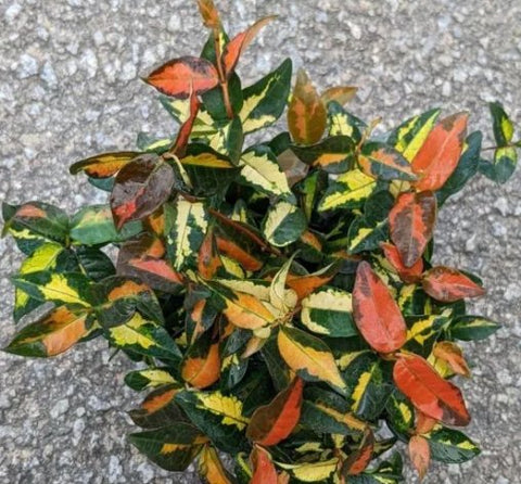 Jasmine Minima Summer Sunset / Variegated (Trachelospermum Asiaticum) - PlantologyUSA - Small 10-12"