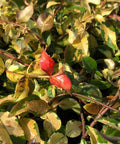 Jasmine Minima Summer Sunset / Variegated (Trachelospermum Asiaticum) - PlantologyUSA - Small 10-12"