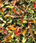 Jasmine Minima Summer Sunset / Variegated (Trachelospermum Asiaticum) - PlantologyUSA - Small 10-12"