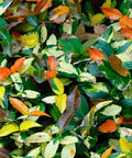 Jasmine Minima Summer Sunset / Variegated (Trachelospermum Asiaticum) - PlantologyUSA - Small 10-12"