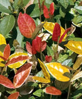 Jasmine Minima Summer Sunset / Variegated (Trachelospermum Asiaticum) - PlantologyUSA - Small 10-12"
