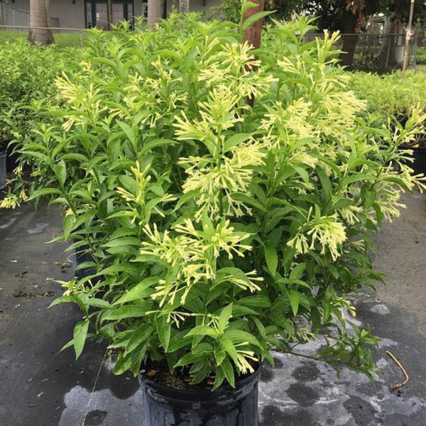 can night blooming jasmine be planted in a pot Jasmine Night Blooming (Cestrum Nocturnum)