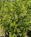 Jasmine Night Blooming (Cestrum Nocturnum) - PlantologyUSA - 2-3ft