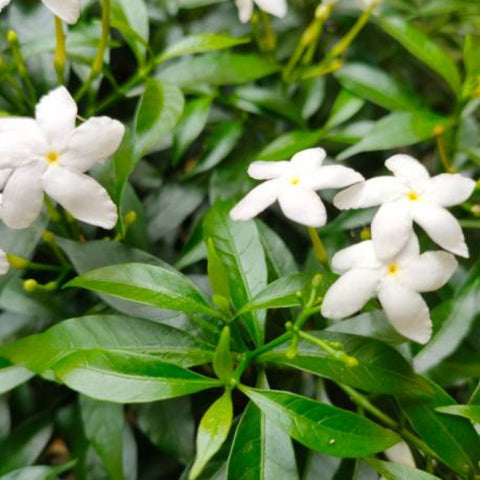 Jasmine Pinwheel (Tabemaemontana Divaricata) - PlantologyUSA - Large