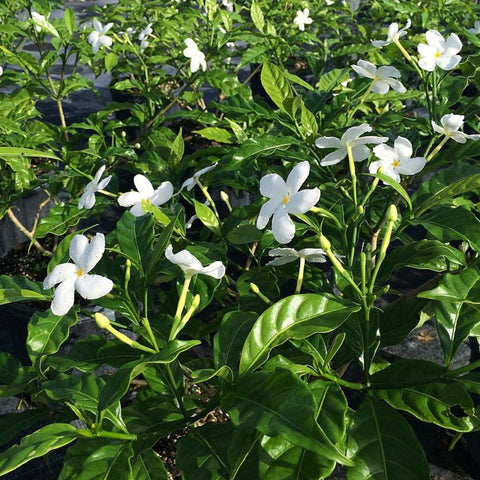 Jasmine Pinwheel (Tabemaemontana Divaricata) - PlantologyUSA - Large