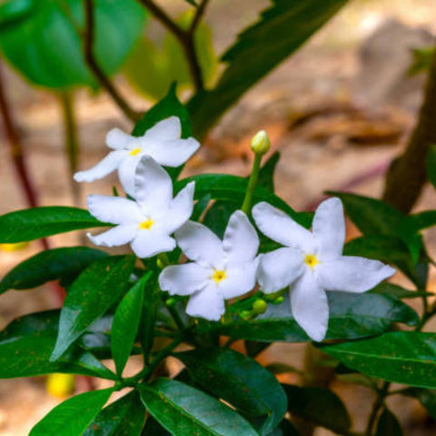 Jasmine Pinwheel (Tabemaemontana Divaricata) - PlantologyUSA - Medium