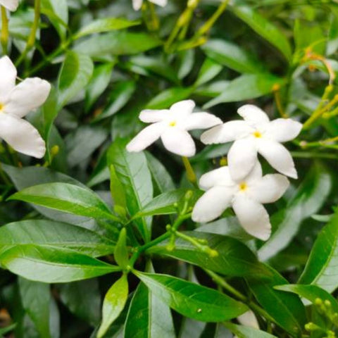 Jasmine Pinwheel (Tabemaemontana Divaricata) - PlantologyUSA - Medium