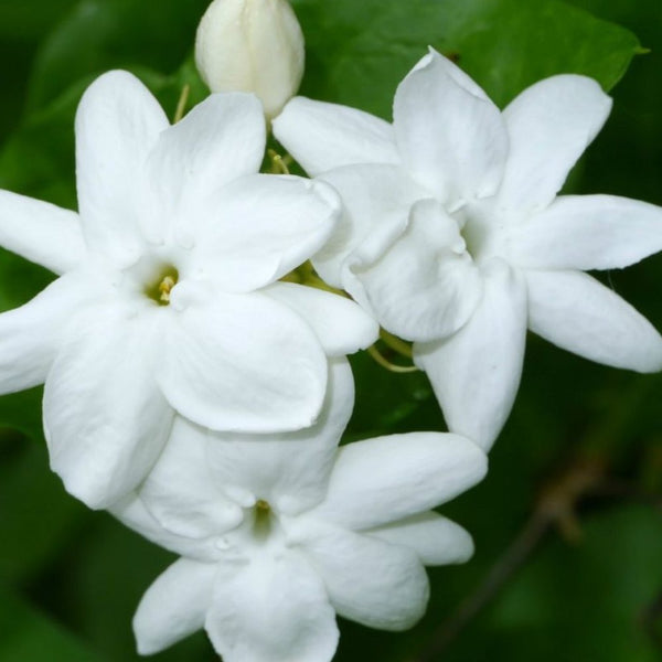 Jasmine Sambac (Jasminum sambac)