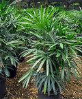Lady Palm (Rhapis Excelsa) - PlantologyUSA - 7 Gallon