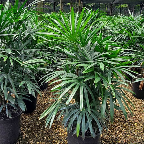 Lady Palm (Rhapis Excelsa) - PlantologyUSA - 7 Gallon