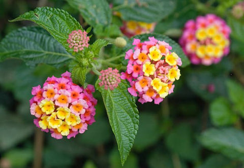 Lantana Confetii (Lantana camara) - PlantologyUSA - Medium