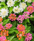 Lantana Confetii (Lantana camara) - PlantologyUSA - Medium