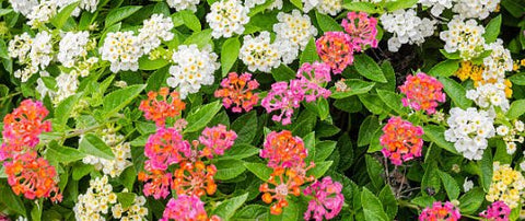 Lantana Confetii (Lantana camara) - PlantologyUSA - Medium