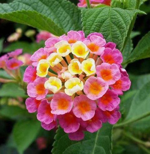 Lantana Confetii (Lantana camara) - PlantologyUSA - Medium