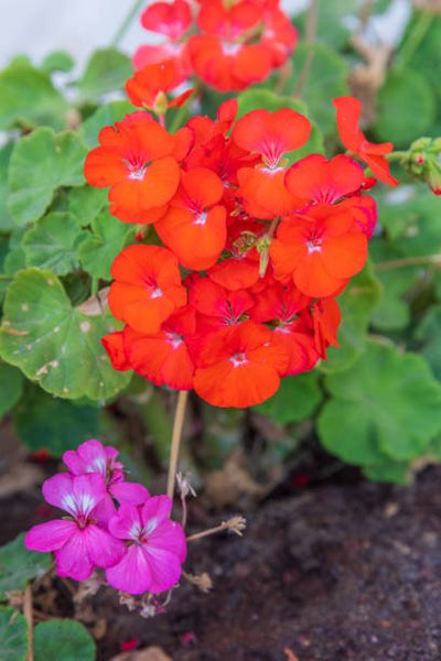 Lantana Dallas Red (Lantana camara)