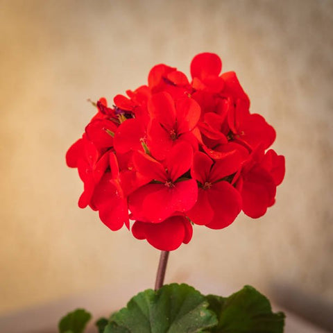 Lantana Dallas Red (Lantana camara) - PlantologyUSA - Medium