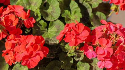 Lantana Dallas Red (Lantana camara) - PlantologyUSA - Medium