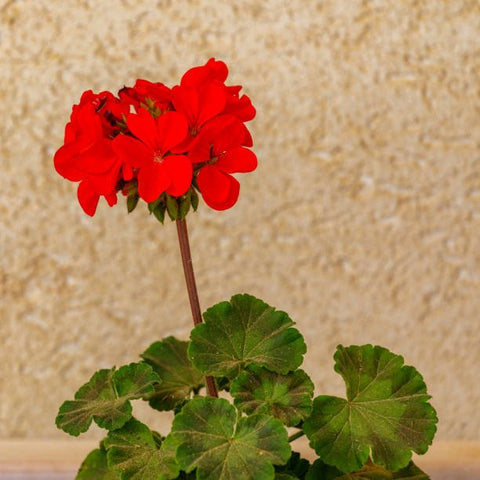 Lantana Dallas Red (Lantana camara) - PlantologyUSA - Medium