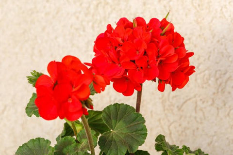 Lantana Dallas Red (Lantana camara) - PlantologyUSA - Medium